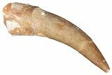 Fossil Plesiosaur (Zarafasaura) Tooth - Morocco #287156-1